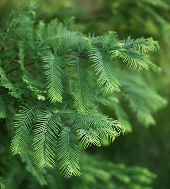 How to take care of a Bonsai Metasequoia in Bonsai Bonsai Metasequoia