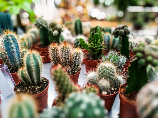 How to take care of the mini cactus at home How to take care of the mini cactus at home