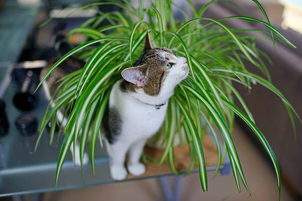 I have a cat! What internal plants can I have at home? inland Gate