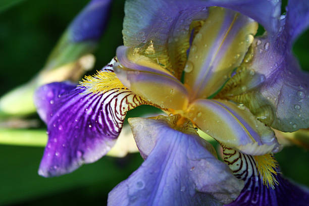 Iris Iris or Iris Blood