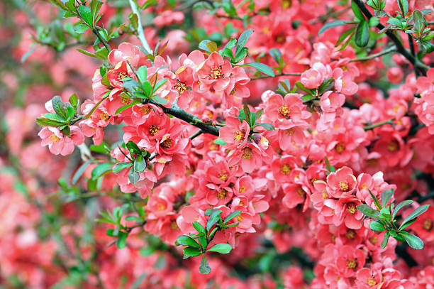 Marmeleir-by Japan Rosaceae Japan