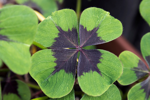 Learn to cultivate plants that bring luck and good energy outside Learn to cultivate plants that bring luck and good energy