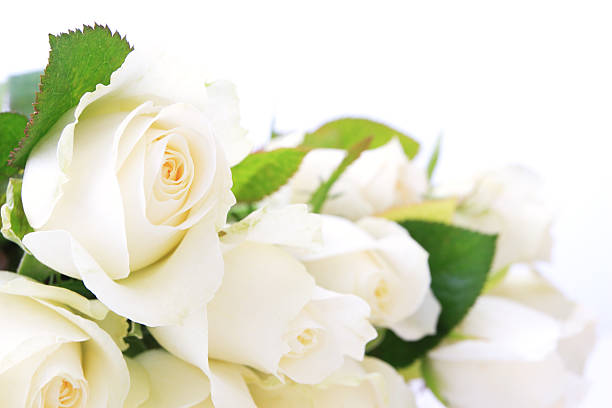 Let's discover the rose and its secrets: the May plant outside Let's discover the rose and its secrets: the May plant