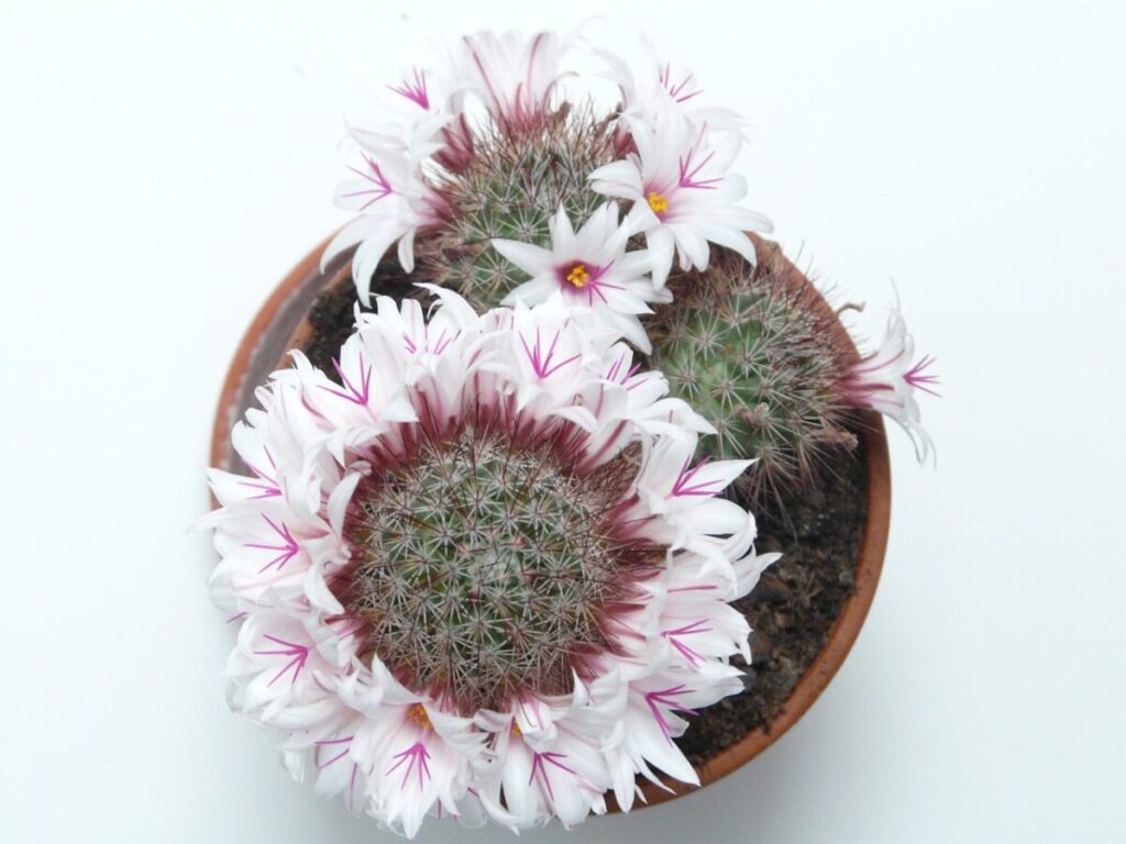 Mammillaria Bombycina Mammillaria Bombycina