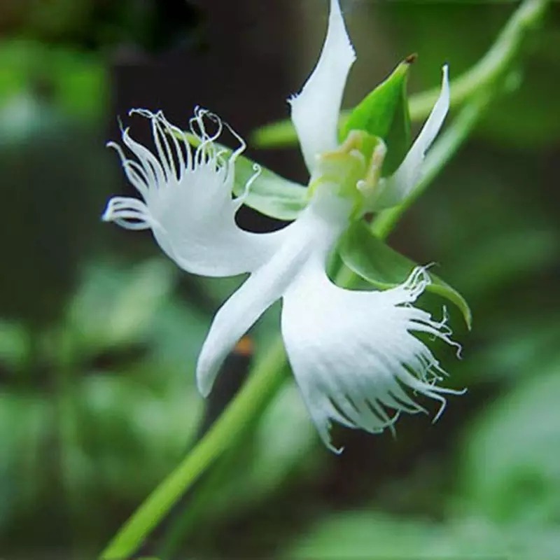 Orchid Pomba (perisoria elato) - Orchidaceae family inside Colomba di Orchidea