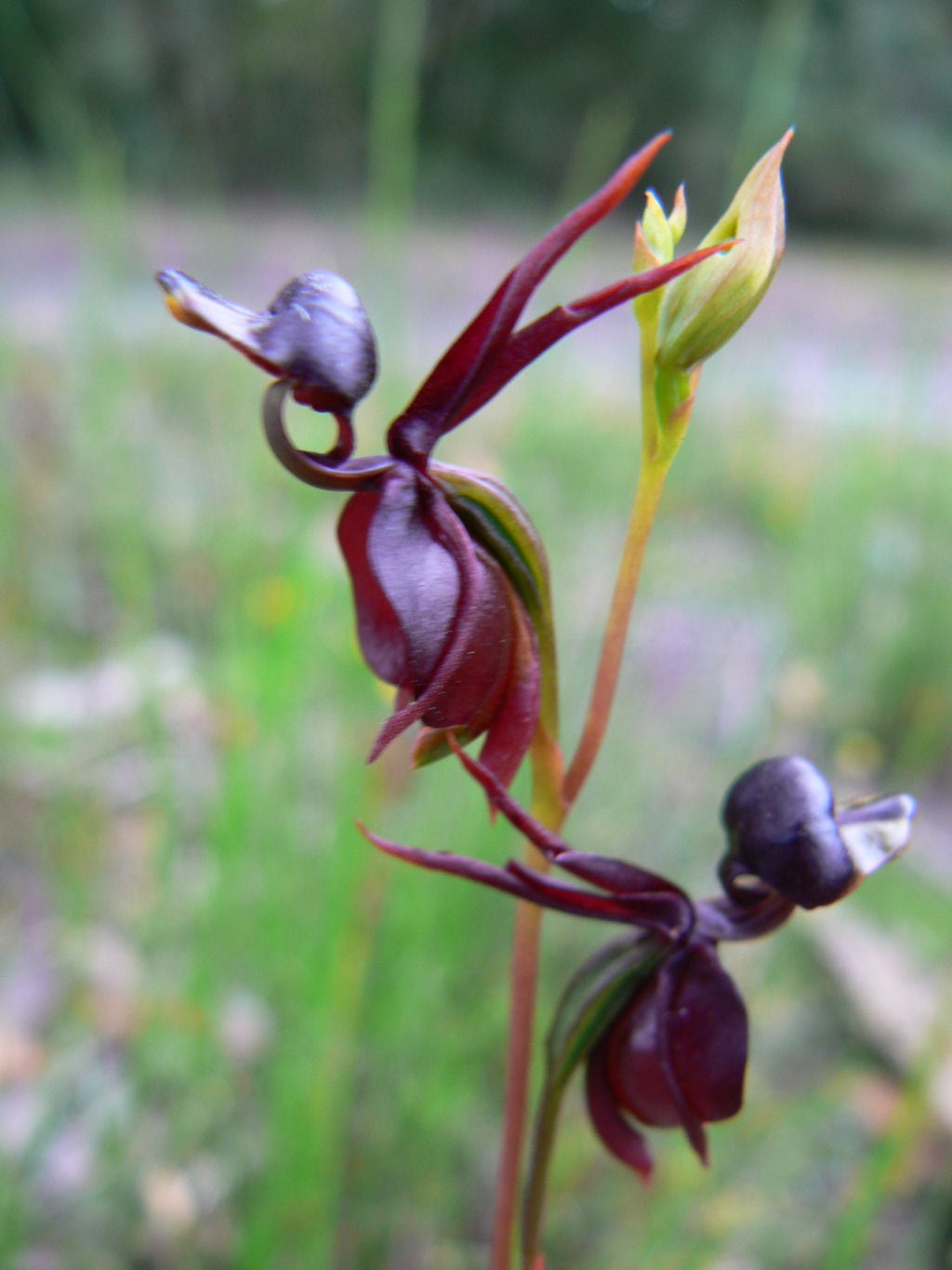 Orchid duck Orchid duck