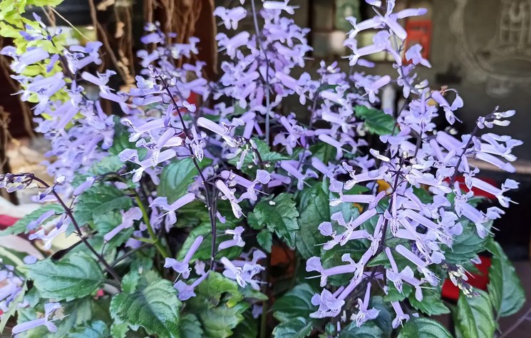 Amethyst - Pledranthus Saccatus - Faminia Lamiaceae EM EXTERNAL Plectranthus Saccatus
