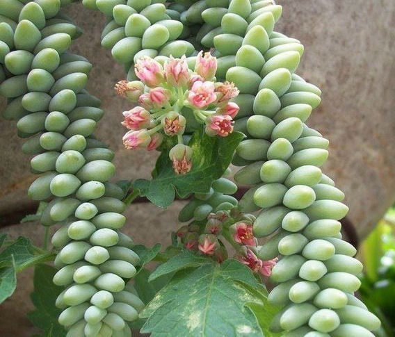 Rabo de Burro (Green Morganianum) - Familia Crassulaceae Rabo de Burro (Green Morganianum) - Familia Crassulaceae