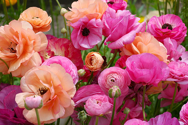 Ranculos Ranunculo - The flower that looks like a rose