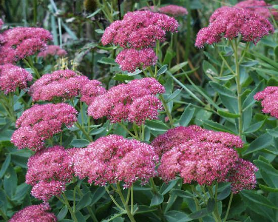 Sedum -visoso - Sedum Sedum -visoso - Sedum