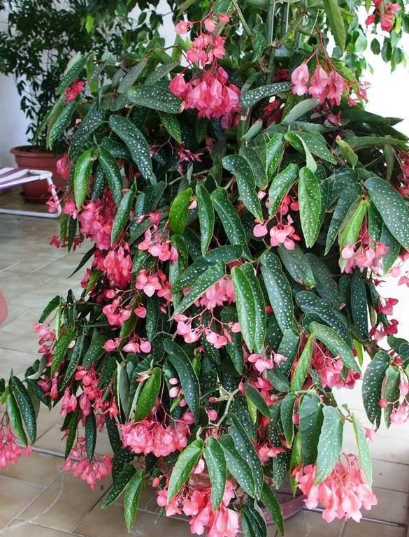 Maculate begonia (Begoniaceae family) - How to plant and care Maculate begonia (Begoniaceae family) - How to plant and care