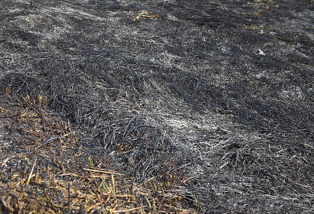 The advantages of ashes in agriculture in the news ashes