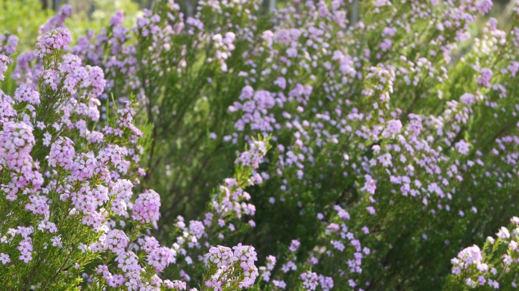 The definitive guide on how to plant, take care and discover the origin of Coleonema in shrubs Coleonema