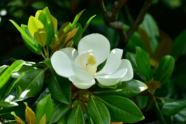 The flowers of March: spring is coming in the news The flowers of March: spring is coming