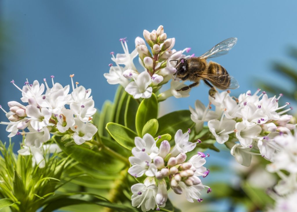 The importance of bees for pollination: preserving life on the planet outside The importance of bees for pollination: preserving life on the planet
